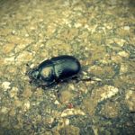 Ein Käfer aus 10cm Entfernung, aufgenommen mit Blux Camera