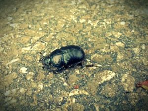 Ein Käfer aus 10cm Entfernung, aufgenommen mit Blux Camera