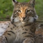 Mac OS X 10.9: Codename Lynx, bzw. Luchs mit Siri und Maps?