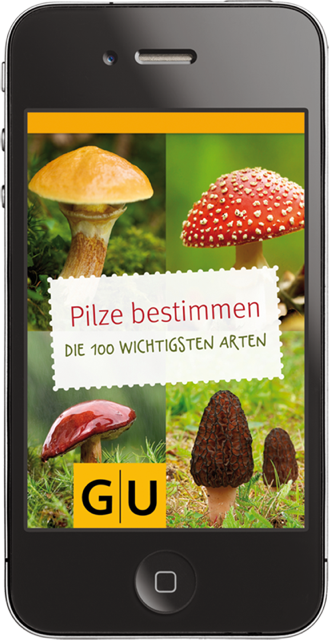 Pilze sammeln